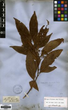 Type specimen at Edinburgh (E). Gardner, George: 613. Barcode: E00259371.