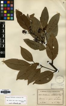 Type specimen at Edinburgh (E). Sintenis, Paul: 5264. Barcode: E00259373.