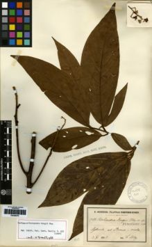 Type specimen at Edinburgh (E). Sintenis, Paul: 984. Barcode: E00259374.