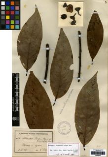 Type specimen at Edinburgh (E). Sintenis, Paul: 6450. Barcode: E00259375.