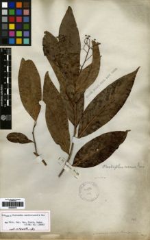 Type specimen at Edinburgh (E). Sieber, Franz(e): 99. Barcode: E00259378.
