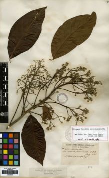 Type specimen at Edinburgh (E). Hayes, Sutton: 400. Barcode: E00259380.