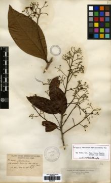 Type specimen at Edinburgh (E). Hayes, Sutton: 400. Barcode: E00259381.