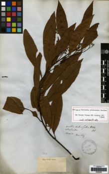 Type specimen at Edinburgh (E). Officers. W.J. Hooker and G.A. Walker-Arnott, Botany of Captain Beechey's Voyage.: . Barcode: E00259382.