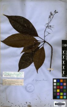 Type specimen at Edinburgh (E). Spruce, Richard: 2323. Barcode: E00259383.