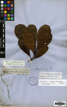 Type specimen at Edinburgh (E). Spruce, Richard: 2961. Barcode: E00259384.
