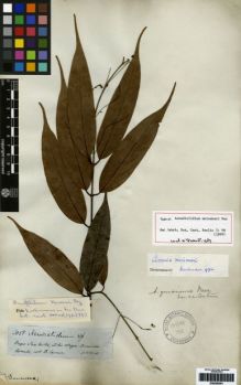 Type specimen at Edinburgh (E). Spruce, Richard: 3058. Barcode: E00259391.