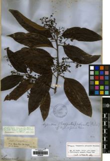 Type specimen at Edinburgh (E). Spruce, Richard: 1648. Barcode: E00259396.