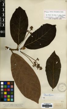Type specimen at Edinburgh (E). Smith, Herbert: 2104. Barcode: E00259399.
