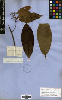 Type specimen at Edinburgh (E). Schomburgk, Robert: 1405. Barcode: E00259400.