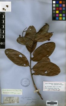 Type specimen at Edinburgh (E). Gardner, George: 2719. Barcode: E00259402.