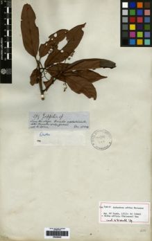 Type specimen at Edinburgh (E). Spruce, Richard: 3769. Barcode: E00259403.