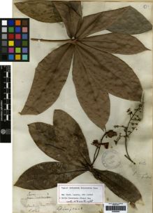 Type specimen at Edinburgh (E). Hooker, William: s.n.. Barcode: E00259405.