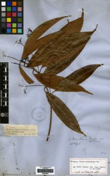 Type specimen at Edinburgh (E). Spruce, Richard: 2414. Barcode: E00259406.