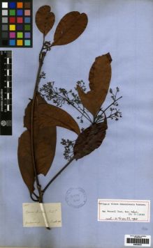 Type specimen at Edinburgh (E). Schomburgk, Robert: 1720. Barcode: E00259407.