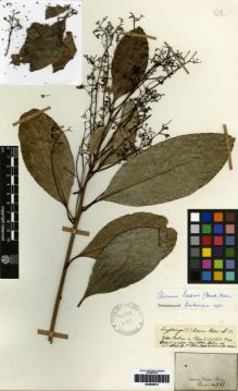 Type specimen at Edinburgh (E). Martius, Carl: 237. Barcode: E00259412.