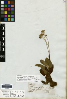 Type specimen at Edinburgh (E). Mathews, Andrew: 526. Barcode: E00259416.