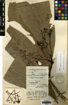 Type specimen at Edinburgh (E). Lawrence, Alexander: 711. Barcode: E00259421.