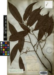 Type specimen at Edinburgh (E). Schomburgk, Robert: 987. Barcode: E00259423.