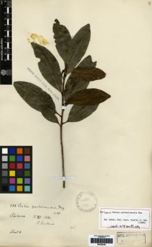 Type specimen at Edinburgh (E). Sintenis, Paul: 228. Barcode: E00259426.