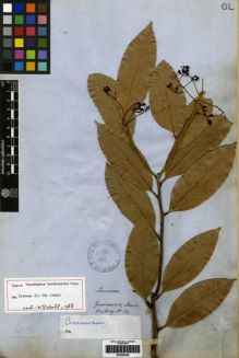Type specimen at Edinburgh (E). Hartweg, Karl: 84. Barcode: E00259428.