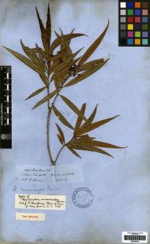 Type specimen at Edinburgh (E). Spruce, Richard: 4191. Barcode: E00259434.