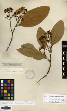 Type specimen at Edinburgh (E). Smith, Herbert: 1763. Barcode: E00259436.