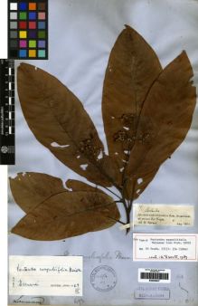 Type specimen at Edinburgh (E). Spruce, Richard: 1693. Barcode: E00259437.