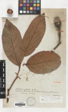 Type specimen at Edinburgh (E). Hartweg, Karl: 1392. Barcode: E00259439.