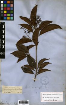 Type specimen at Edinburgh (E). Spruce, Richard: 1679. Barcode: E00259441.