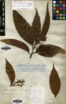 Type specimen at Edinburgh (E). Spruce, Richard: 3677. Barcode: E00259442.