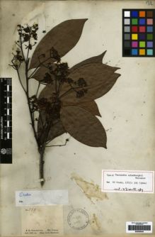 Type specimen at Edinburgh (E). Schomburgk, Robert: 568. Barcode: E00259444.