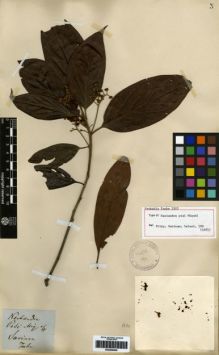 Type specimen at Edinburgh (E). Focke, Hendrick: . Barcode: E00259445.