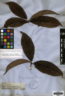 Type specimen at Edinburgh (E). Spruce, Richard: 2449. Barcode: E00259446.