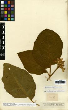 Type specimen at Edinburgh (E). Smith, Herbert: 1150. Barcode: E00259448.
