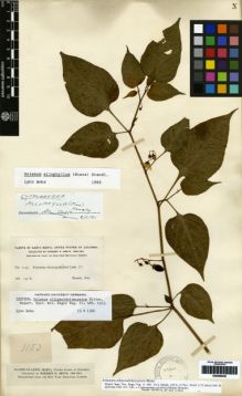 Type specimen at Edinburgh (E). Smith, Herbert: 1153. Barcode: E00259449.