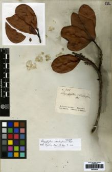 Type specimen at Edinburgh (E). Schomburgk, Robert: 505. Barcode: E00259450.