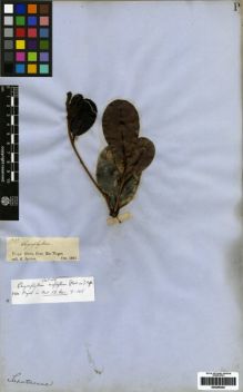 Type specimen at Edinburgh (E). Spruce, Richard: 1393. Barcode: E00259452.