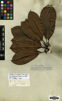 Type specimen at Edinburgh (E). Spruce, Richard: 3351. Barcode: E00259454.
