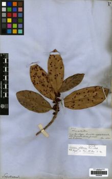 Type specimen at Edinburgh (E). Spruce, Richard: 2029. Barcode: E00259456.