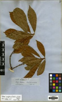 Type specimen at Edinburgh (E). Spruce, Richard: 4561. Barcode: E00259457.