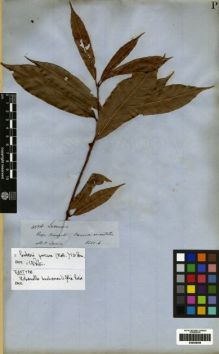 Type specimen at Edinburgh (E). Spruce, Richard: 4574. Barcode: E00259458.