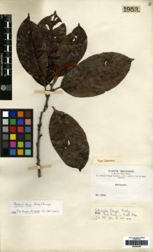Type specimen at Edinburgh (E). Bang, Miguel: 1953. Barcode: E00259459.
