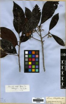 Type specimen at Edinburgh (E). Spruce, Richard: . Barcode: E00259460.