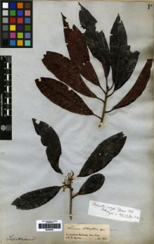 Type specimen at Edinburgh (E). Spruce, Richard: . Barcode: E00259461.