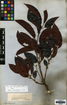 Type specimen at Edinburgh (E). Spruce, Richard: . Barcode: E00259463.