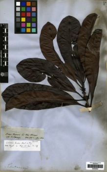 Type specimen at Edinburgh (E). Spruce, Richard: 2504. Barcode: E00259464.