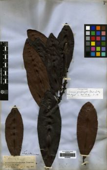 Type specimen at Edinburgh (E). Spruce, Richard: 1670. Barcode: E00259465.