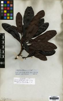 Type specimen at Edinburgh (E). Spruce, Richard: 3117 (1670). Barcode: E00259466.