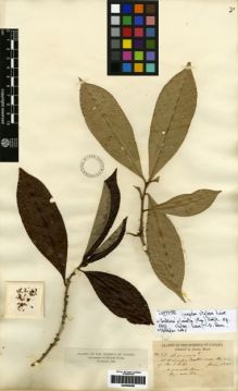Type specimen at Edinburgh (E). Hayes, Sutton: 67. Barcode: E00259468.